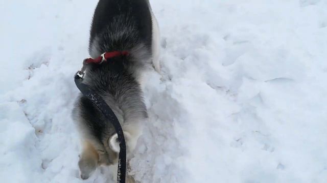 Хаски и снег смотреть онлайн