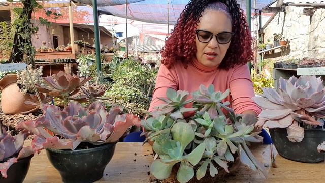 VOCÊ JÁ VIU ESTAS MUTAÇÕES EM SUCULENTAS?¿ ECHEVERIA DIAMONT STATE смотреть онлайн