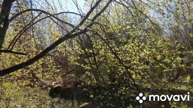 БЕСПОДОБНО ПОЮТ ПТИЦЫ-ЗАСЛУШАЛАСЬ!ПОДАРОК МОИМ ЗРИТЕЛЯМ! смотреть онлайн