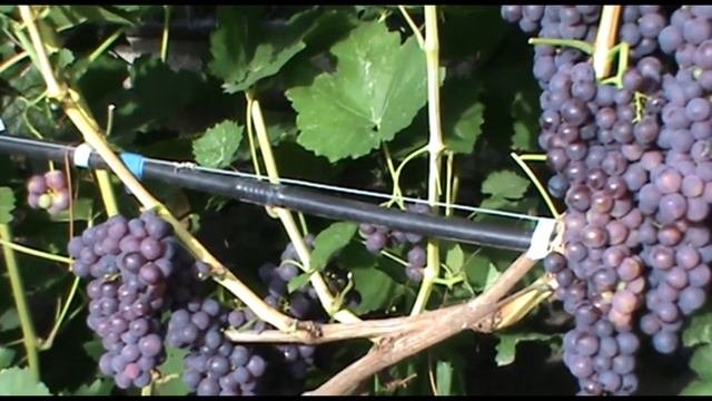 Кишмиш Канадис (Canadice grapes) - ранний и зимостойкий смотреть онлайн