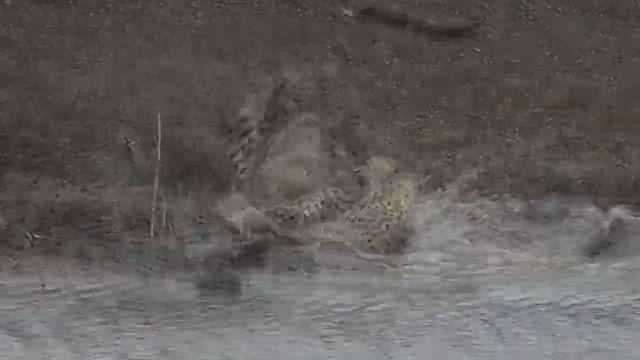 Гепард Такого Не Ожидал! смотреть онлайн