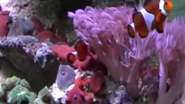 зоопарк.Псевдоклоуны,СПб,17м14 смотреть онлайн