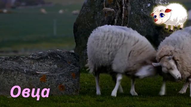 ДОМАШНИЕ ЖИВОТНЫЕ видео для детей КРОЛИК/ЩЕНОК/КОШКА/ПОПУГАЙ КАКАДУ/ЛОШАДЬ/КОТЁНОК/ОВЦА/КОРОВА смотреть онлайн