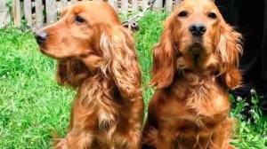 Английский кокер-спаниель. О породе собак и особенности ухода.