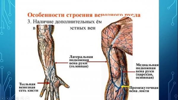 ВЕНЫ ВЕРХНЕЙ КОНЕЧНОСТИ
