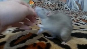 Простые команды для крыс| как научить крысу командам |Часть 1