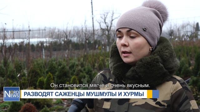 РАЗВОДЯТ САЖЕНЦЫ МУШМУЛЫ И ХУРМЫ смотреть онлайн