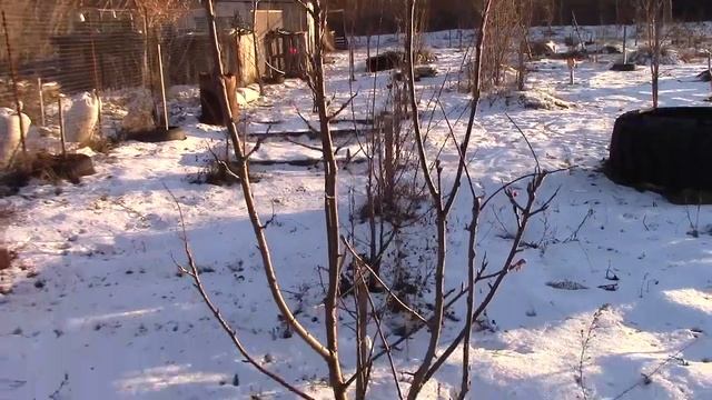 Груша на рябине. Ошибка садовода. смотреть онлайн