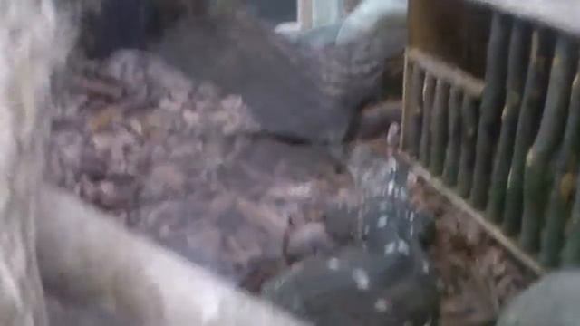 Черногорлый варан. смотреть онлайн