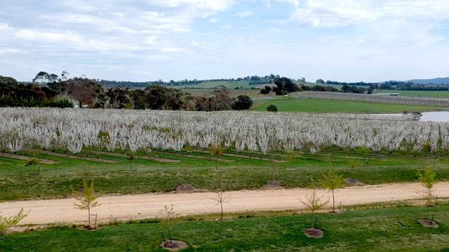 Blossom Blasts at CherryHill смотреть онлайн