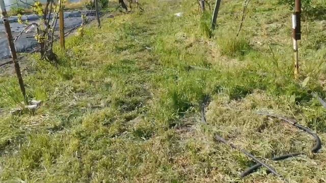 Бюджетный подкормочный узел для клубники. смотреть онлайн