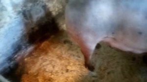 Выпадение примой кишки у свиноматки. Поросятам 6 дней ,уже кушают ПРЕДСТАРТ!!!