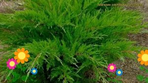 Можжевельник средний Минт джулеп. Краткий обзор, описание juniperus pfitzeriana Mint Julep