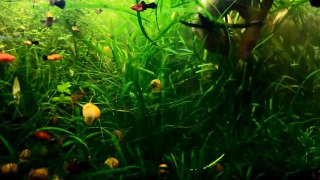 Sagittaria Subulata Carpet Trimming смотреть онлайн