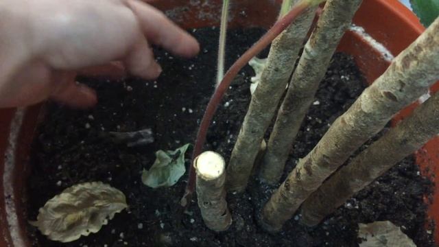 Самый большой Кротон в моей коллекции смотреть онлайн