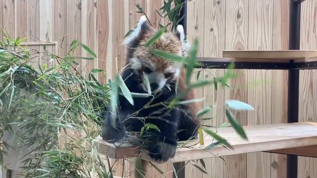 Cute Red Panda
【Ailurus Fulgens】