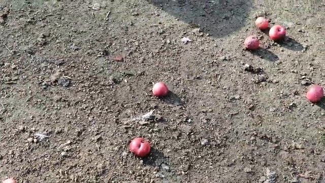Довела индюшку до истощения))) смотреть онлайн
