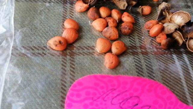 Подмосковная Магнолия Стеллата (Magnolia Stellata) - семена мне в подарок в октябре 2022.