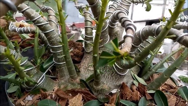 PRUNING ADENIUM P B N (Petch Ban Na) смотреть онлайн