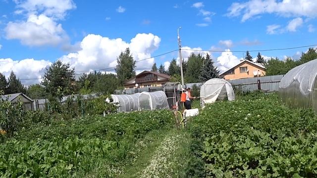 77. Дачный блог 02.07.2021г. Обработка картофеля от калорадского жука фитовермом. смотреть онлайн