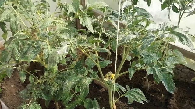 ПОДКОРМКИ ТОМАТОВ ПОСЛЕ ВЫСАДКИ В ТЕПЛИЦУ! смотреть онлайн
