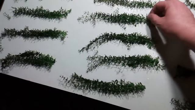 Hemianthus micranthemoides Duzy Heniek Sadzenie смотреть онлайн