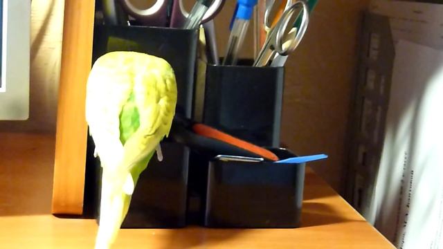 МИЛЫЙ И ЗАБАВНЫЙ ПОПУГАЙ//ВЕСЕЛЫЙ ВОЛНИСТЫЙ ПОПУГАЙ//ПТИЦЫ//ЗЕЛЕНЫЙ ПОПУГАЙЧИК TV