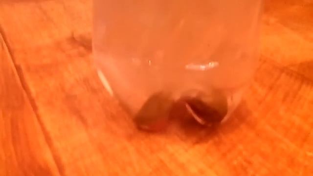 Щитни самое древнее существо на земле смотреть онлайн