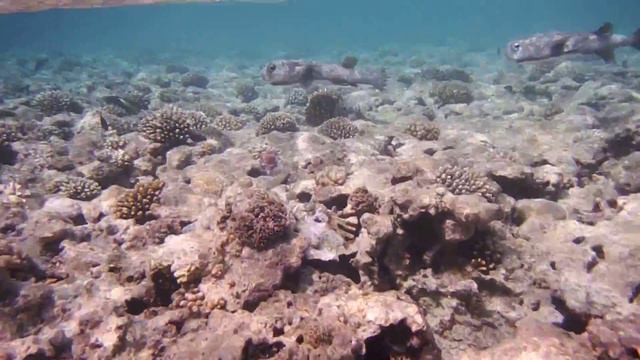 Весёлые ЁЖИКИ.Gepunkteter Igelfisch (Diodon hystrix)..DSCF4211 смотреть онлайн