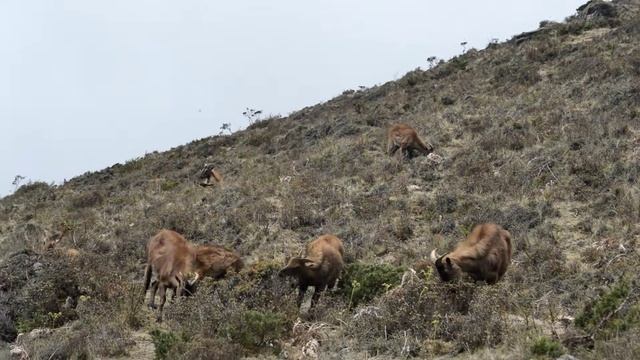 Himalayan Tahr in Sagarmatha National Park Nepal смотреть онлайн