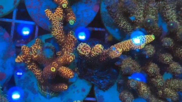 REх Orange Bliss Mille.  «REEF EXCLUSIVE»