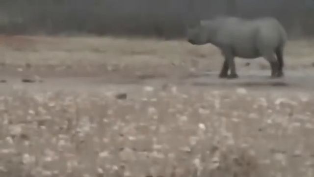 Lion vs Rhino Real Fighting Lion Chanel Tv 2000012 947 000941 417 смотреть онлайн