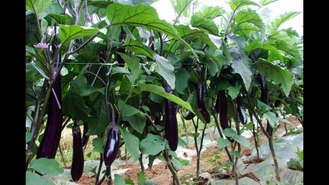 Выбираем самые урожайные и ранние сорта баклажан для теплицы смотреть онлайн