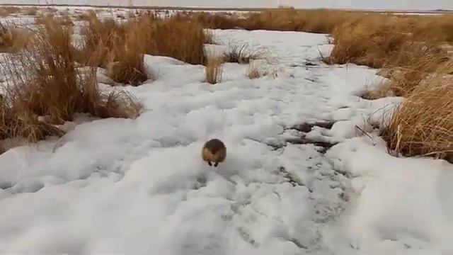Ондатра, преследующая эколога смотреть онлайн