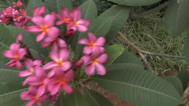 Plumeria rubra - grow and care (Red frangipani) смотреть онлайн