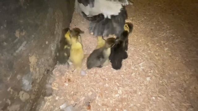 Питомцы осенью в Овчинино??? смотреть онлайн