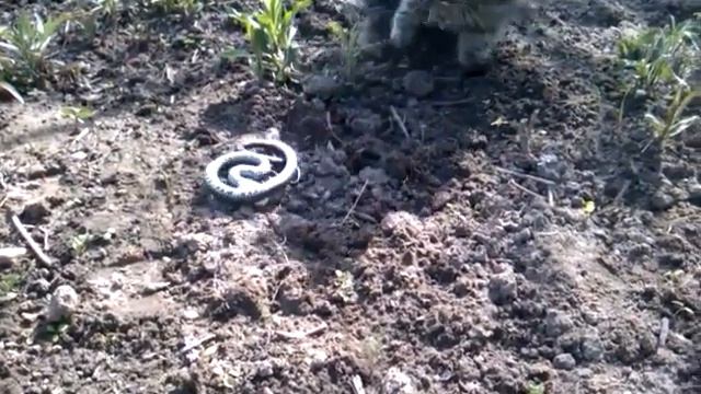 Уж атакует...... кошку....... смотреть онлайн