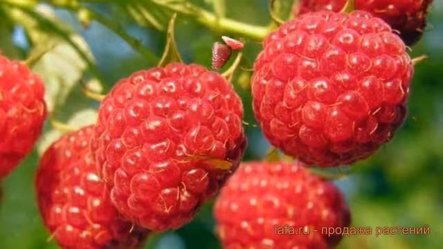 Малина обыкновенный Прелесть (malina-prelest) ? Прелесть обзор: как сажать, саженцы малины Прелесть смотреть онлайн