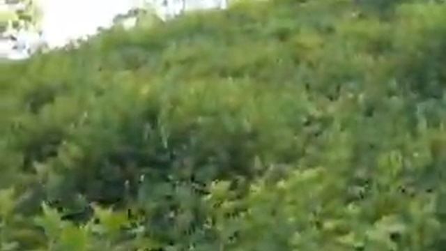 Adrenaline Adventures смотреть онлайн