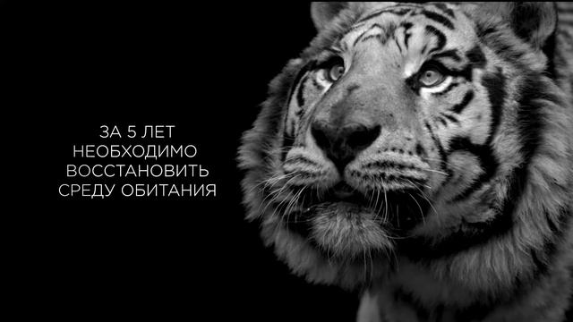 Возвращение туранского тигра смотреть онлайн