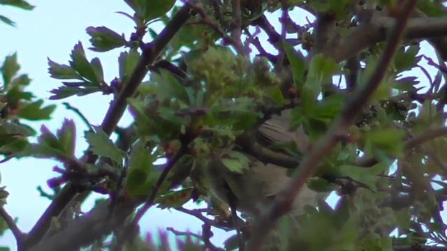 Серая славка. Grey Warbler смотреть онлайн