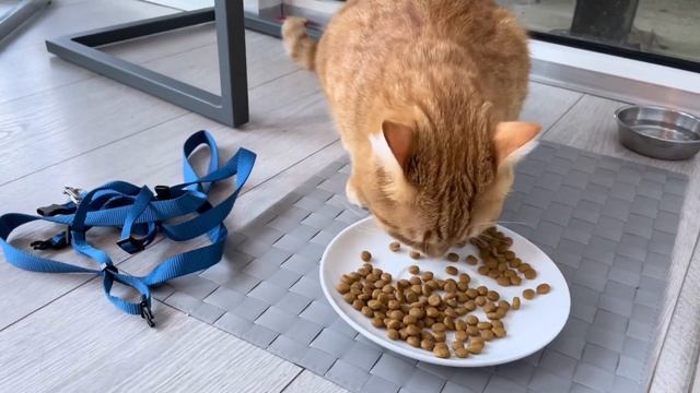 Как приучить кота к прогулкам на поводке #кошка #кот смотреть онлайн