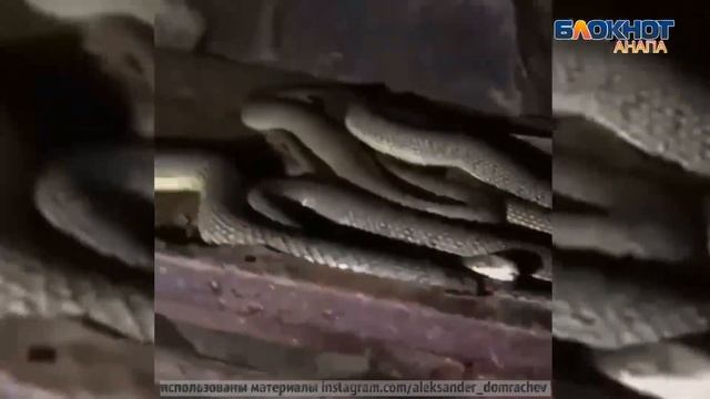 В Анапе покупатели частного дома обнаружили в подвале змеиное логово смотреть онлайн