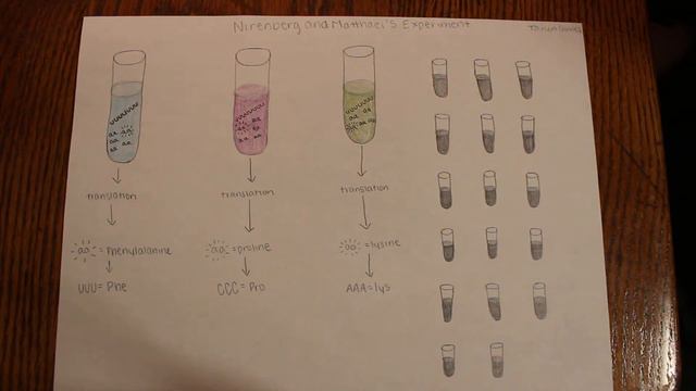 RNA Experiments by Nirenberg and Matthaei, and Nirenberg and Leder смотреть онлайн