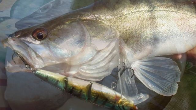 3 самые вкусные рыбы наших рек, которые заменят вам морскую! смотреть онлайн