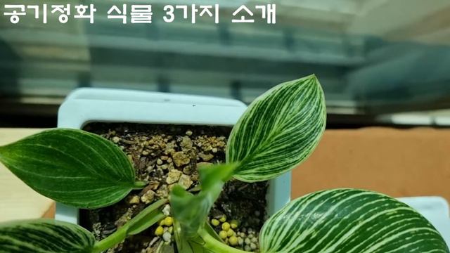 키우기 쉽고 공기정화에 좋은 3가지 식물 을 소개합니다. смотреть онлайн