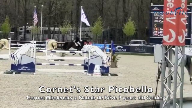 Cornet's Star Picobello @ 9 years old смотреть онлайн