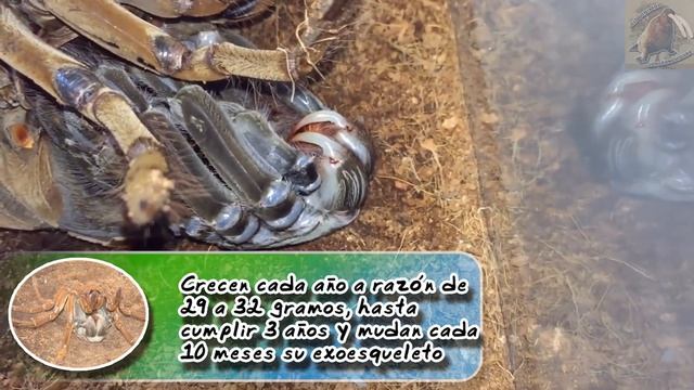 Tarántula Goliath | El supremo desafío de cuidadores| (Animales domésticos) |Cuidados de mascotas| смотреть онлайн