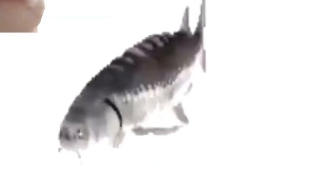 Bad quality fish spinning to you spin me right round смотреть онлайн