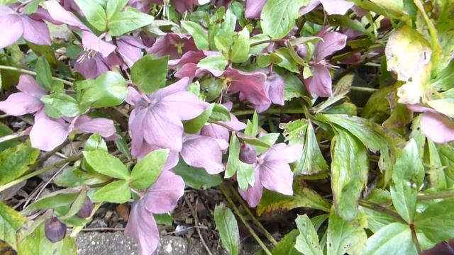 Christmas Rose -  Helleborus Orientalis - Jólarósir  - Garðplöntur - Vetrarblóm